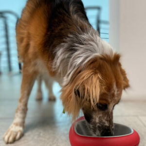 CIOTOLA PER CANE O GATTO, forma CUORE