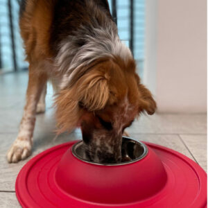 CIOTOLA PER CANE O GATTO, forma DISCO VULCANO